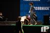2014 WGI World Championships - Walled Lake Central HS
